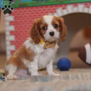 Pepper, Cavalier King Charles Spaniel Puppy